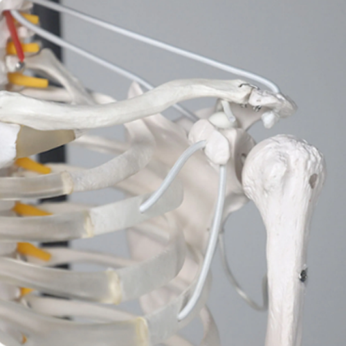  1:1 Anatomical Skelecton & Skull model