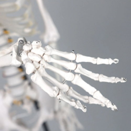  1:1 Anatomical Skelecton & Skull model