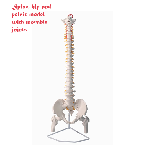 Spine, Hip and Pelvic model with movable joints