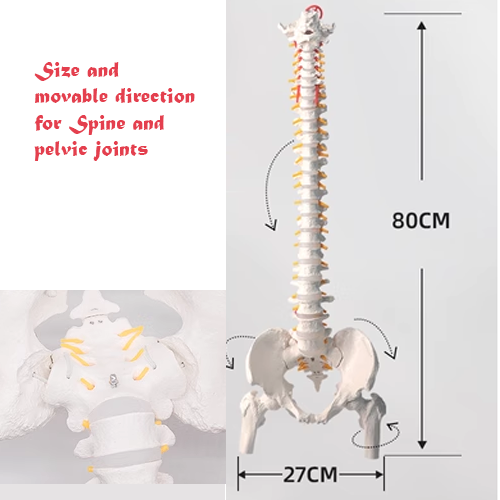 Spine, Hip and Pelvic model with movable joints
