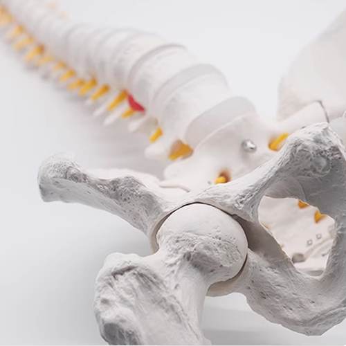 Spine, Hip and Pelvic model with movable joints