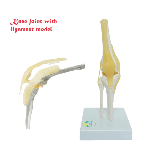 Knee joint with flexible ligament model