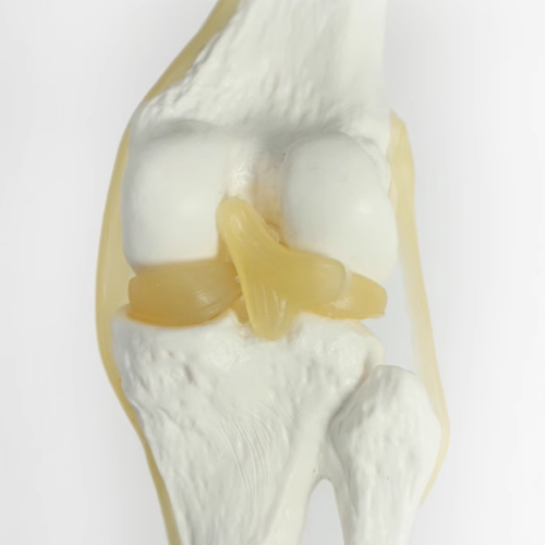 Knee joint with flexible ligament model