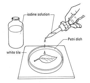 Pack of 10 White Ceramic dissecting tiles (15cmx15cm)