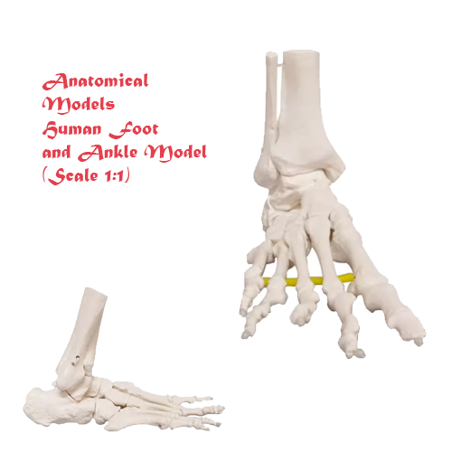 Human Foot Ankle Model