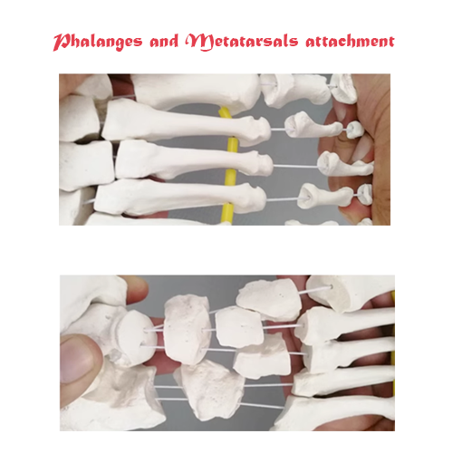 Human Foot Ankle Model