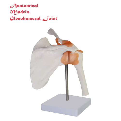 Anatomical glenohumeral joint