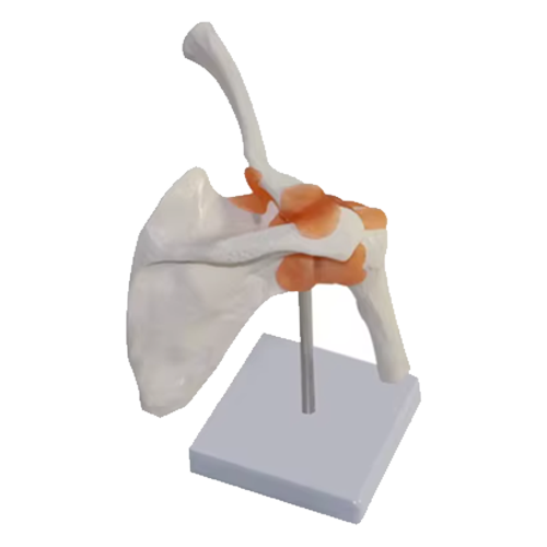 Anatomical glenohumeral joint