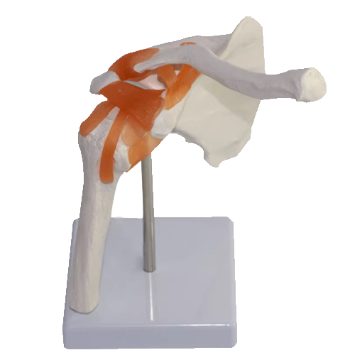 Anatomical glenohumeral joint