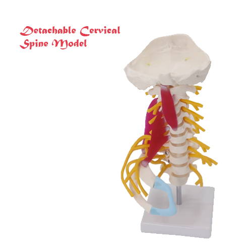 Detachable Cervical Spine Model
