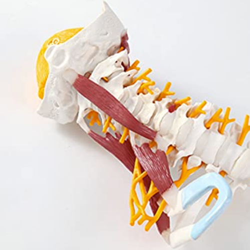 Detachable Cervical Spine Model
