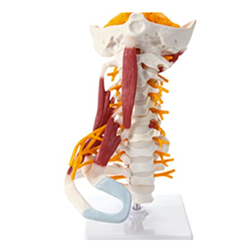 Detachable Cervical Spine Model