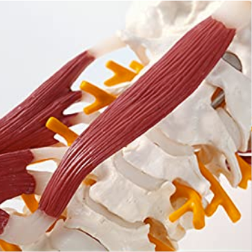 Detachable Cervical Spine Model