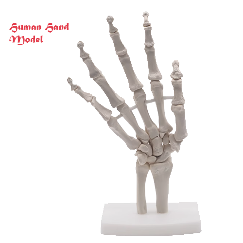 Human Hand Model