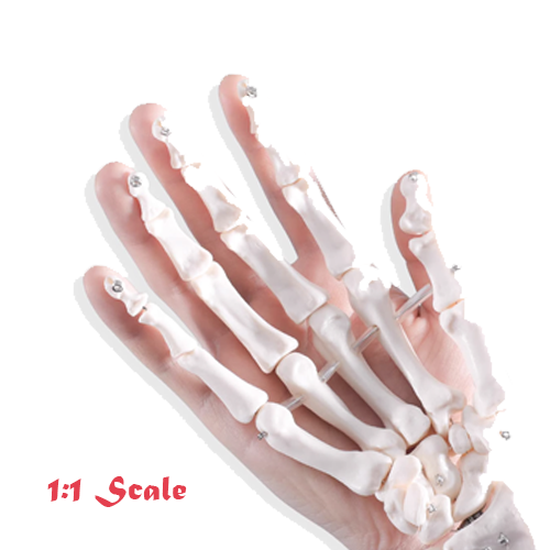 Human Hand Model