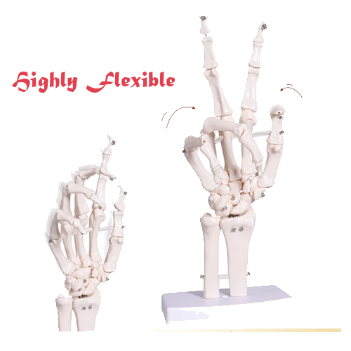 Human Hand Model