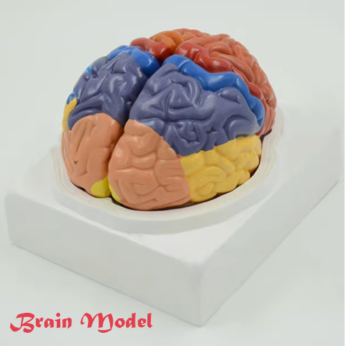 Human Brain Model