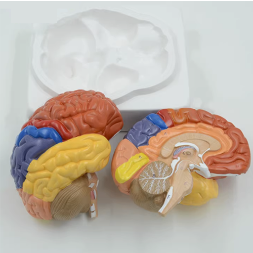 Human Brain Model