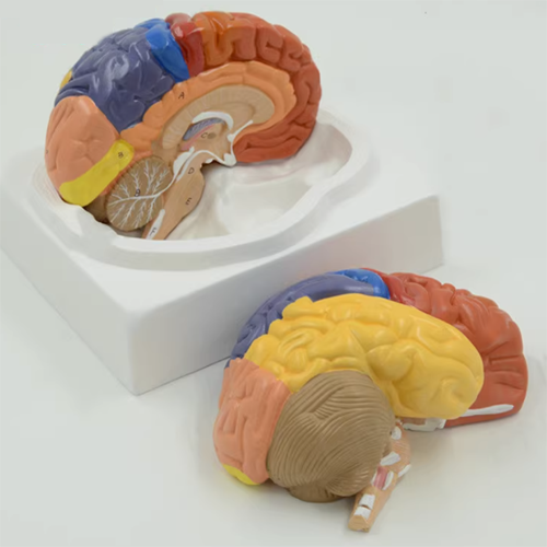 Human Brain Model