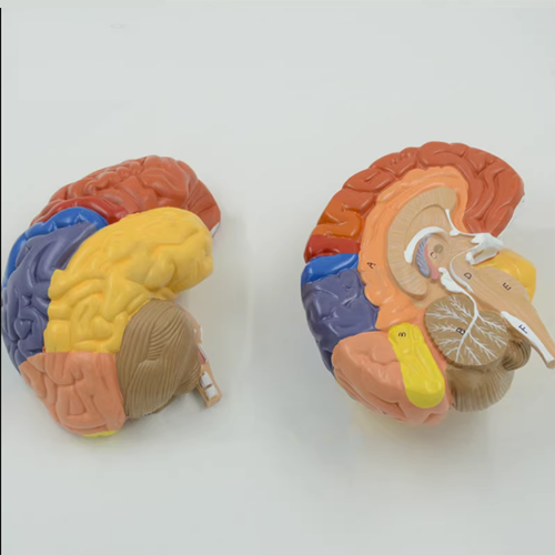 Human Brain Model
