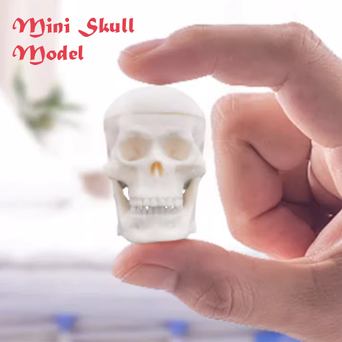 Mini Skull model