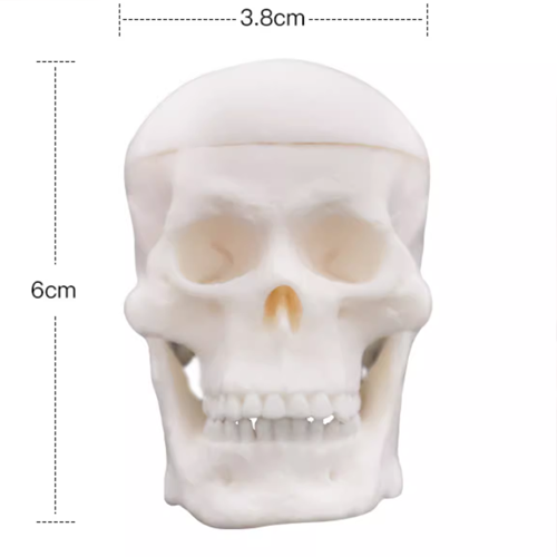 Mini Skull model