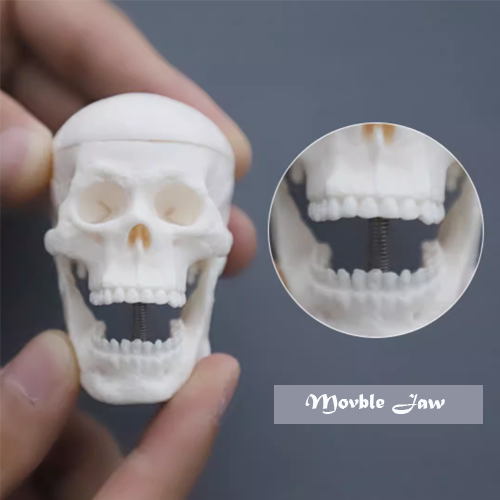 Mini Skull model