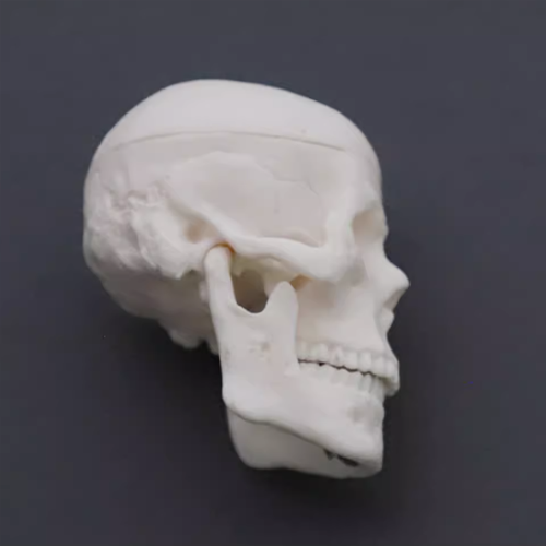 Mini Skull model