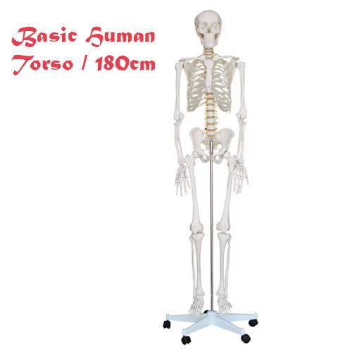 Basic Human Torso – 180cm