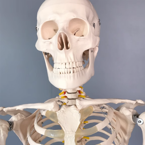 Basic Human Torso – 180cm