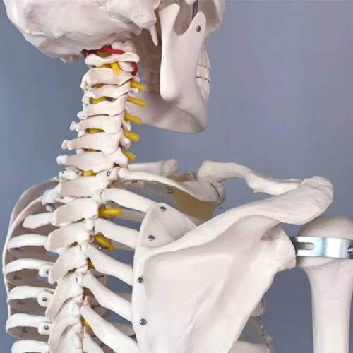 Basic Human Torso – 180cm