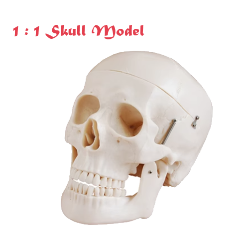 Human Skull Model