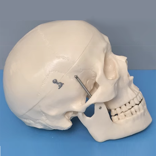 Human Skull Model