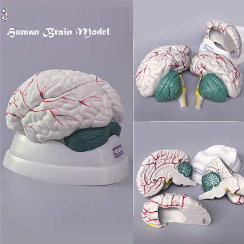 Human Brain Model