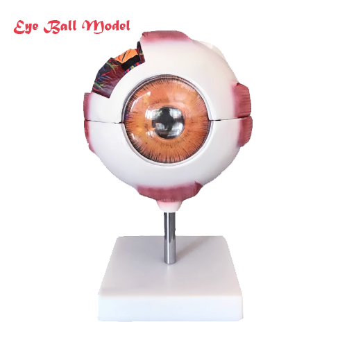 Eye Ball Model