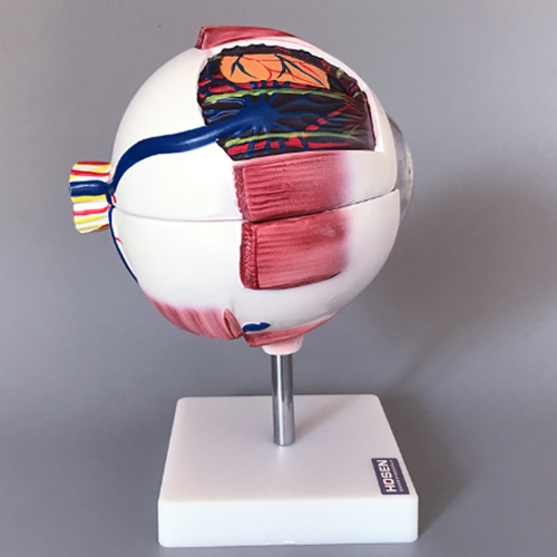 Eye Ball Model