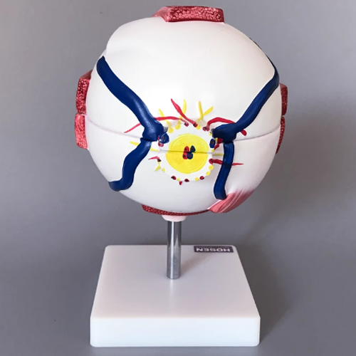 Eye Ball Model