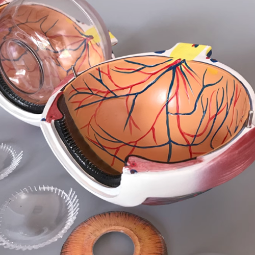 Eye Ball Model