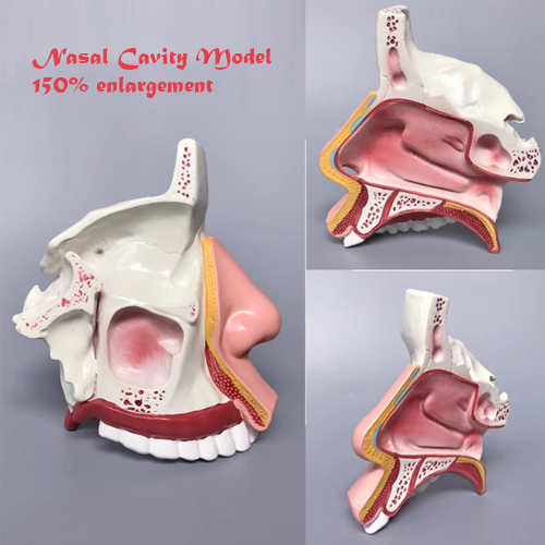 Nasal Cavity Model (150% enlargement)