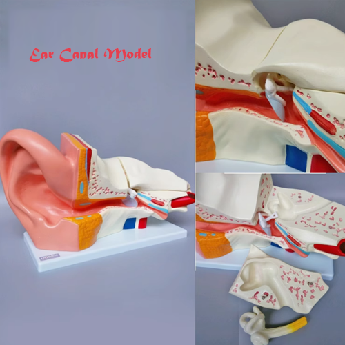 Ear Canal (500% enlargement)