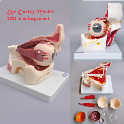 Eye Cavity Model (300% Enlargement)