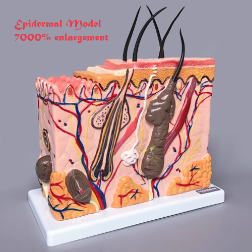 Epidermal Model (7000% Enlargement)