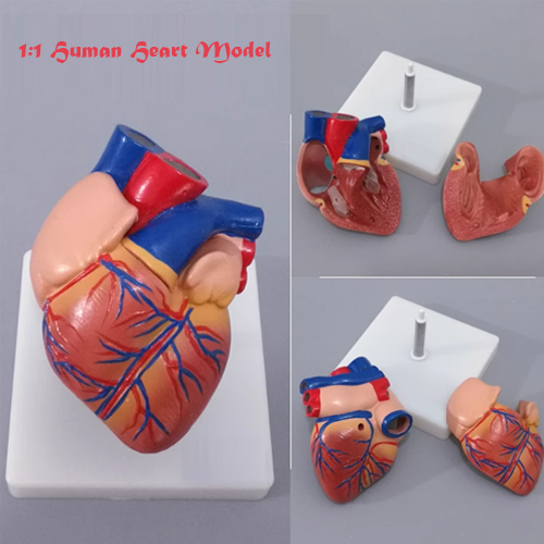 1:1 Human Heart Model