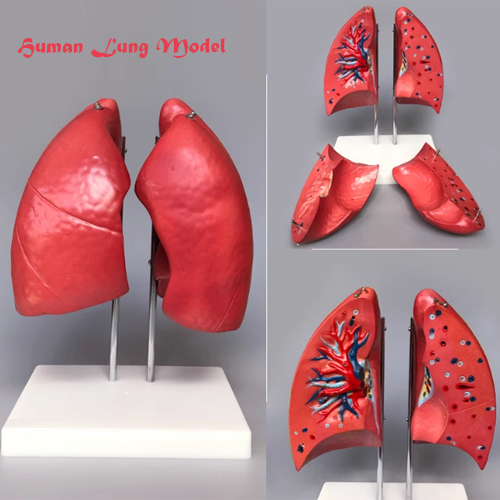 Human Lung Model