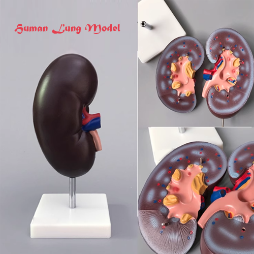 Human Kidney Model (200% enlargement)