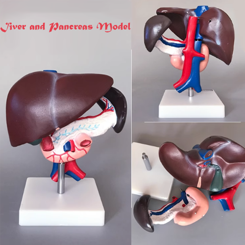 Human liver and pancreas model