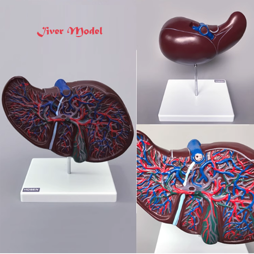 Human liver model