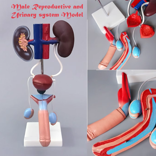 Male reproductive and urinary system model