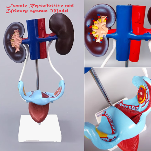 Female reproductive and urinary system model