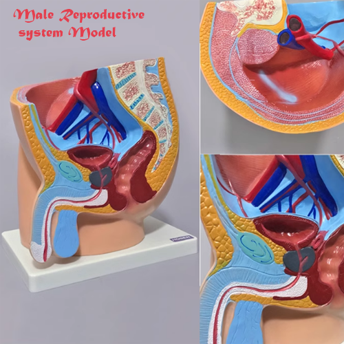 Male reproductive system model